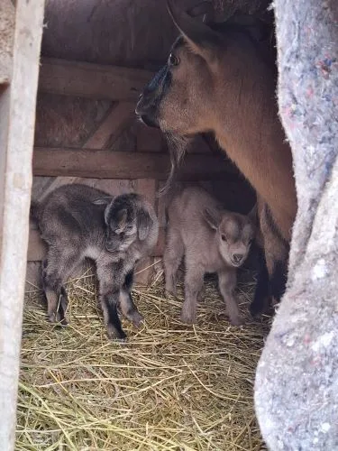 caprette La Capra Domestica