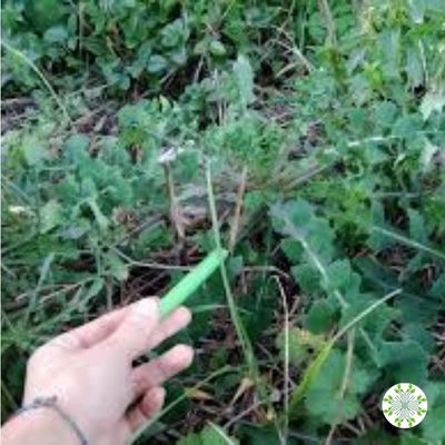 cicorie selvatiche da campo