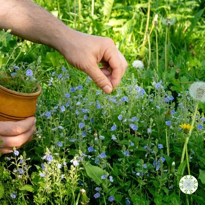 Raccolta di erbe officinali