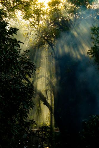Festival foresta